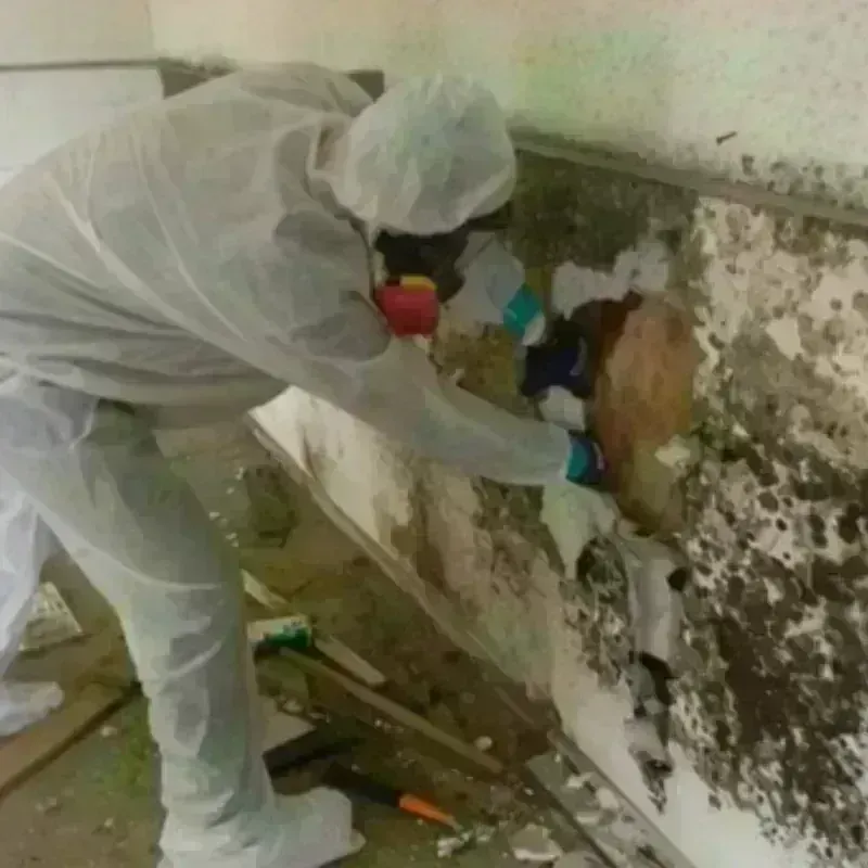 Mold Remediation and Removal in Chesaning, MI